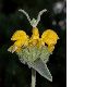 image of Phlomis fruticosa