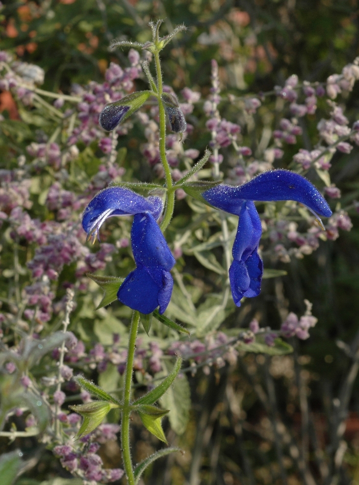 Lamiaceae Perovskia atriplicifolia