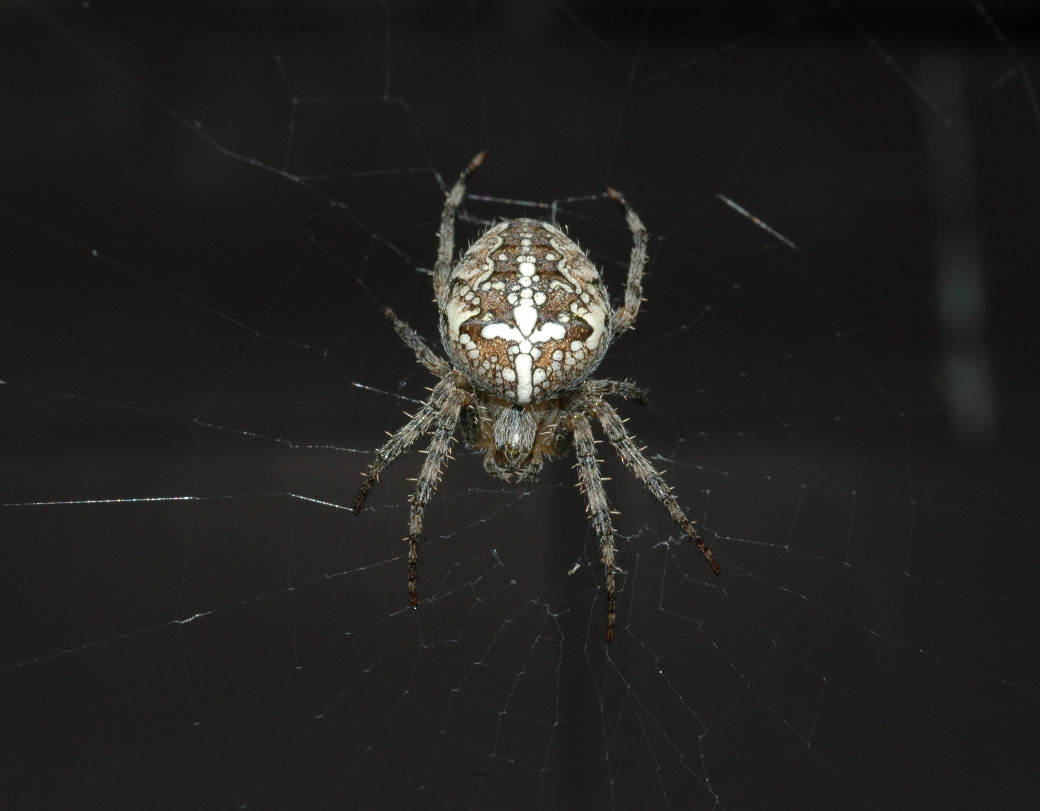 Araneidae Araneus diadematus