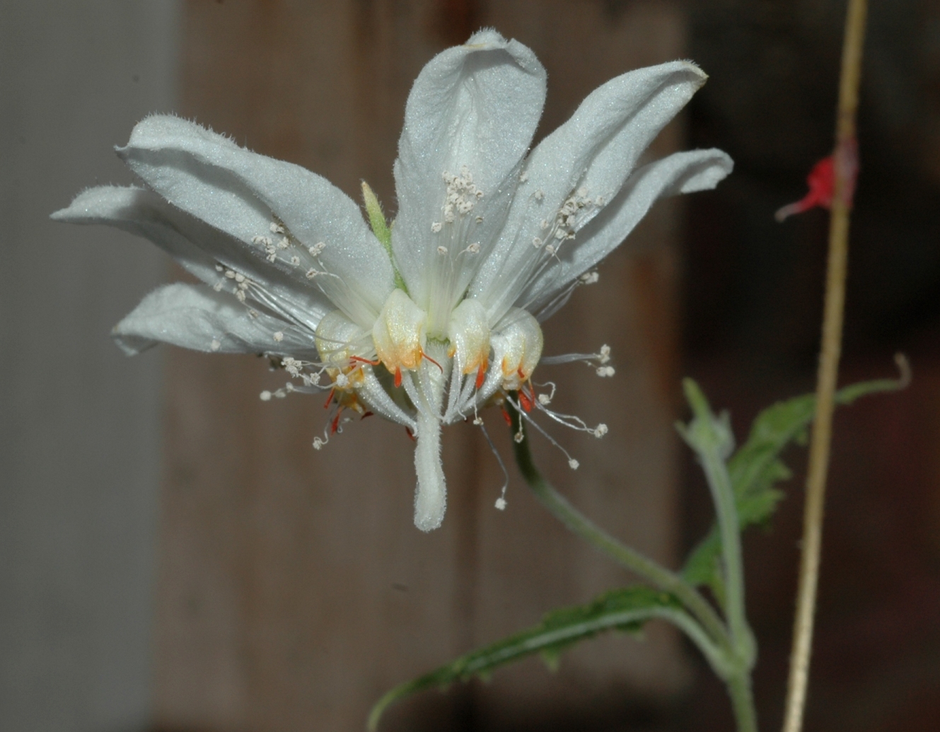 Loasaceae Cajophora lateritia