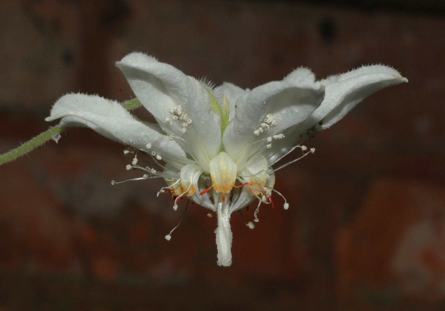 Loasaceae Cajophora lateritia