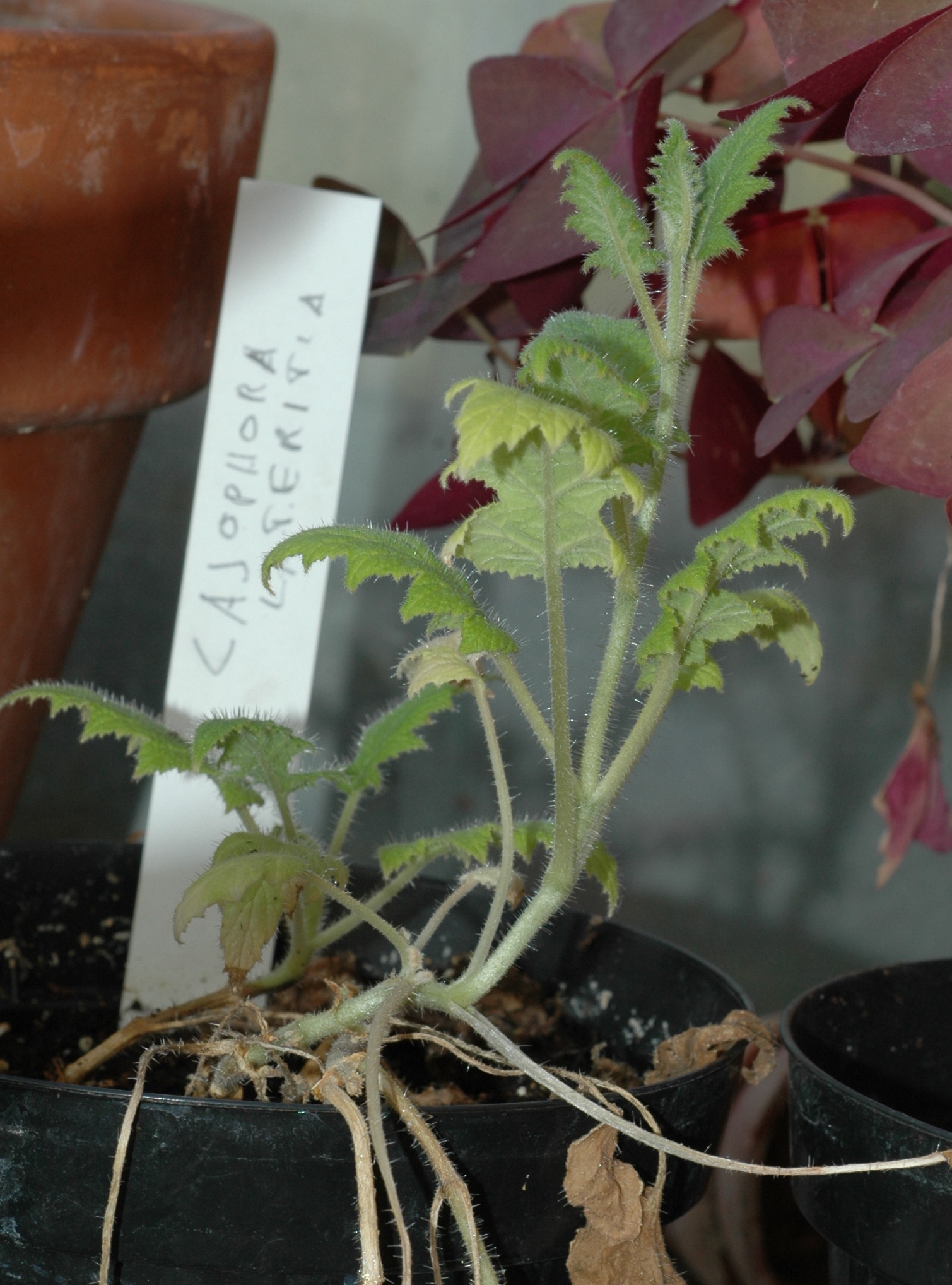 Loasaceae Cajophora lateritia