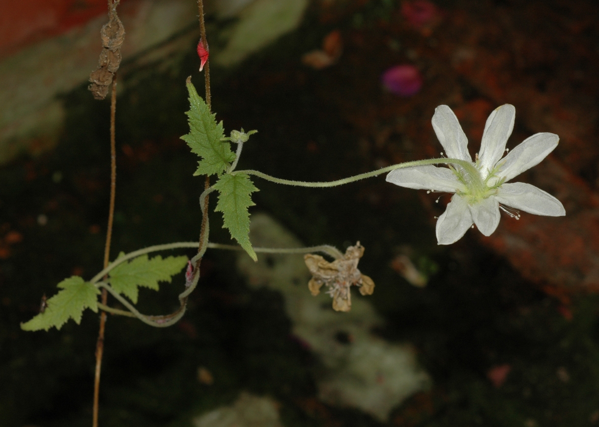 Loasaceae Caiophora lateritia