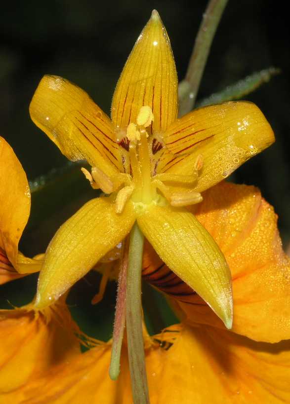 Tropaeolaceae Tropaeolum majus