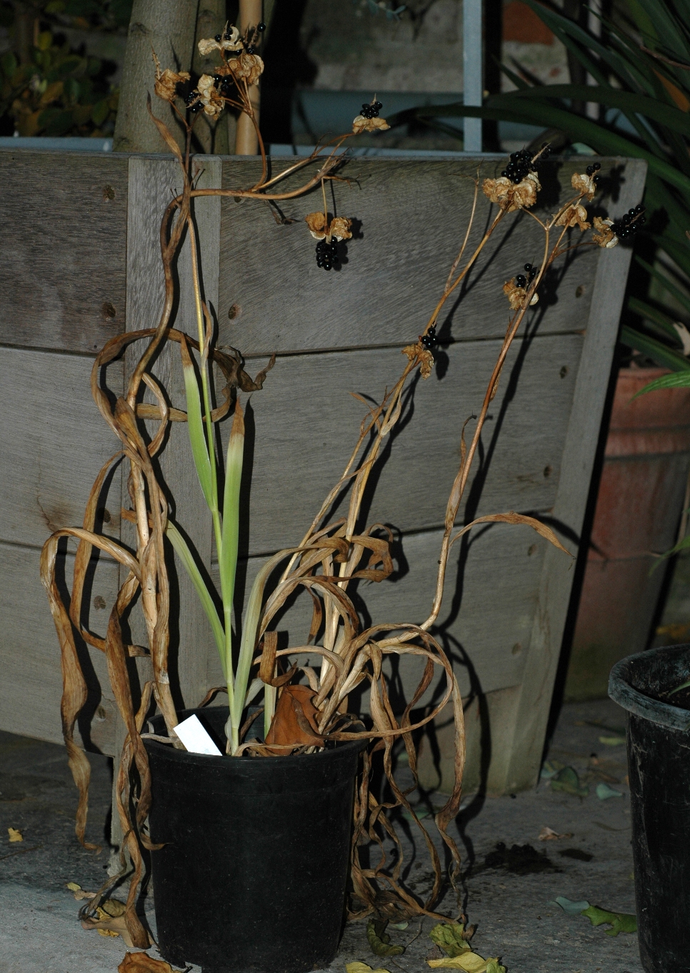 Iridaceae Belamcanda chinensis