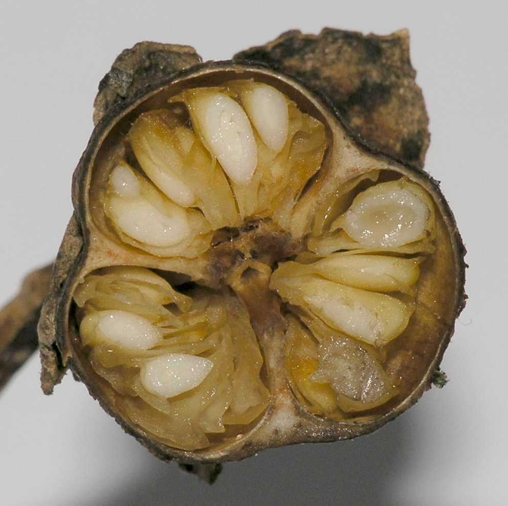 Hydrangeaceae Kirengeshoma palmata