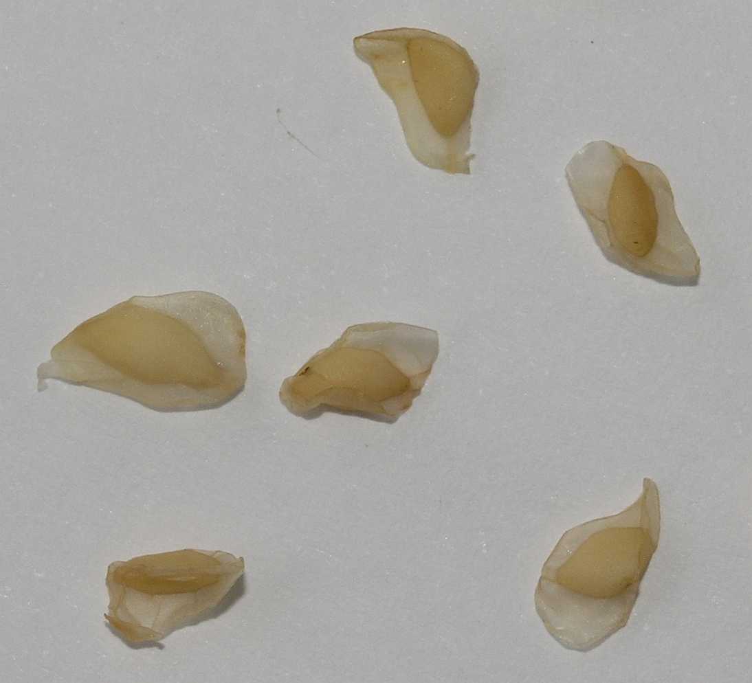 Hydrangeaceae Kirengeshoma palmata