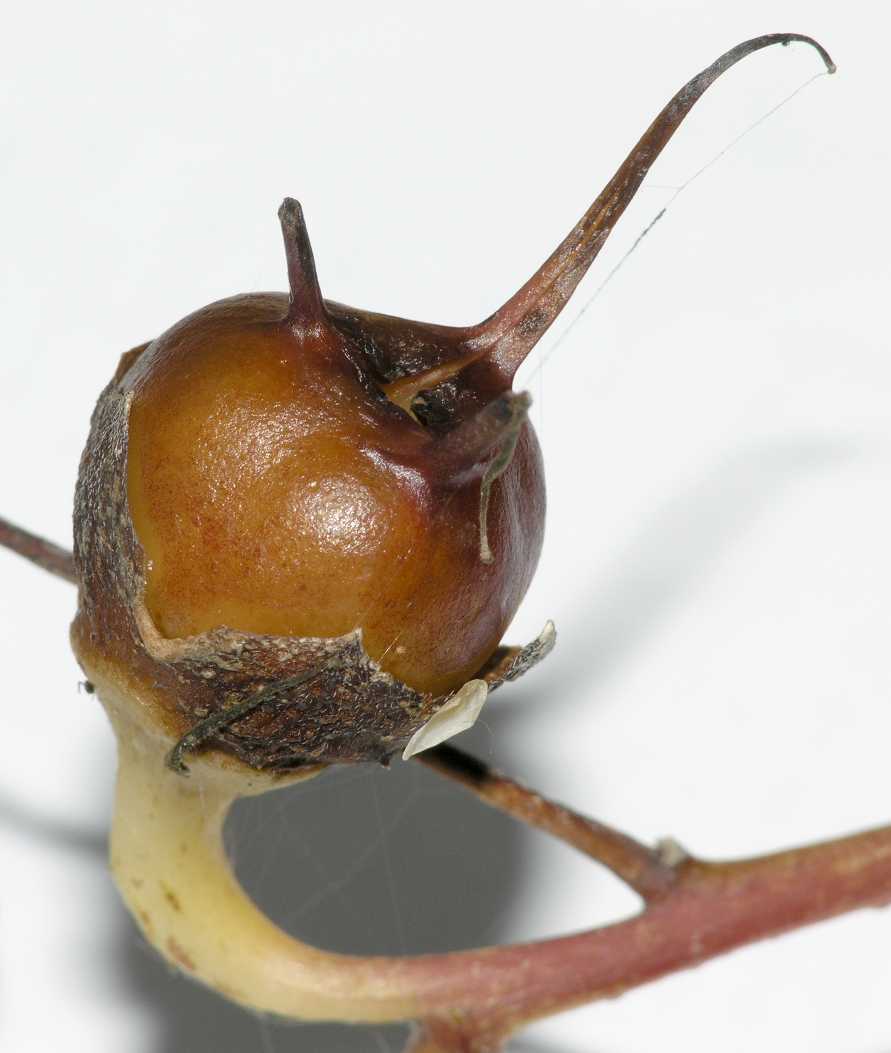 Hydrangeaceae Kirengeshoma palmata
