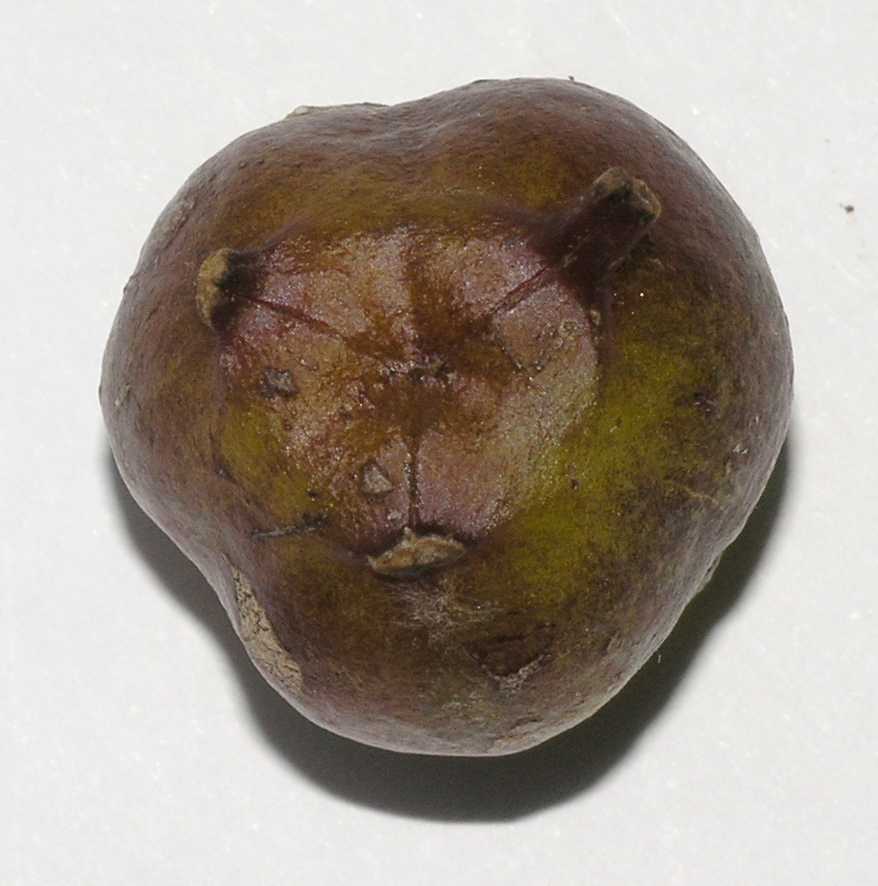 Hydrangeaceae Kirengeshoma palmata