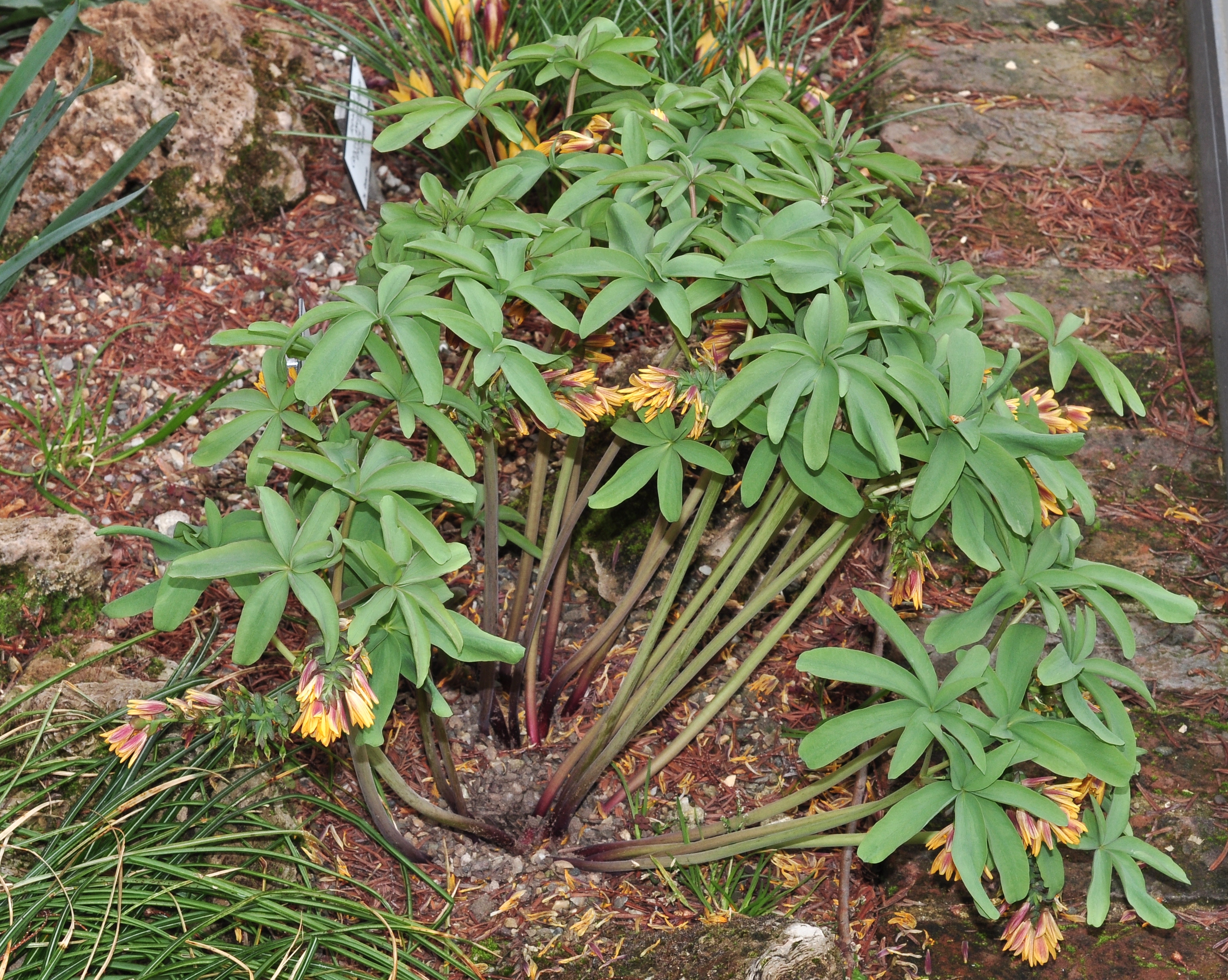 Berberidaceae Gymnospermium albertii