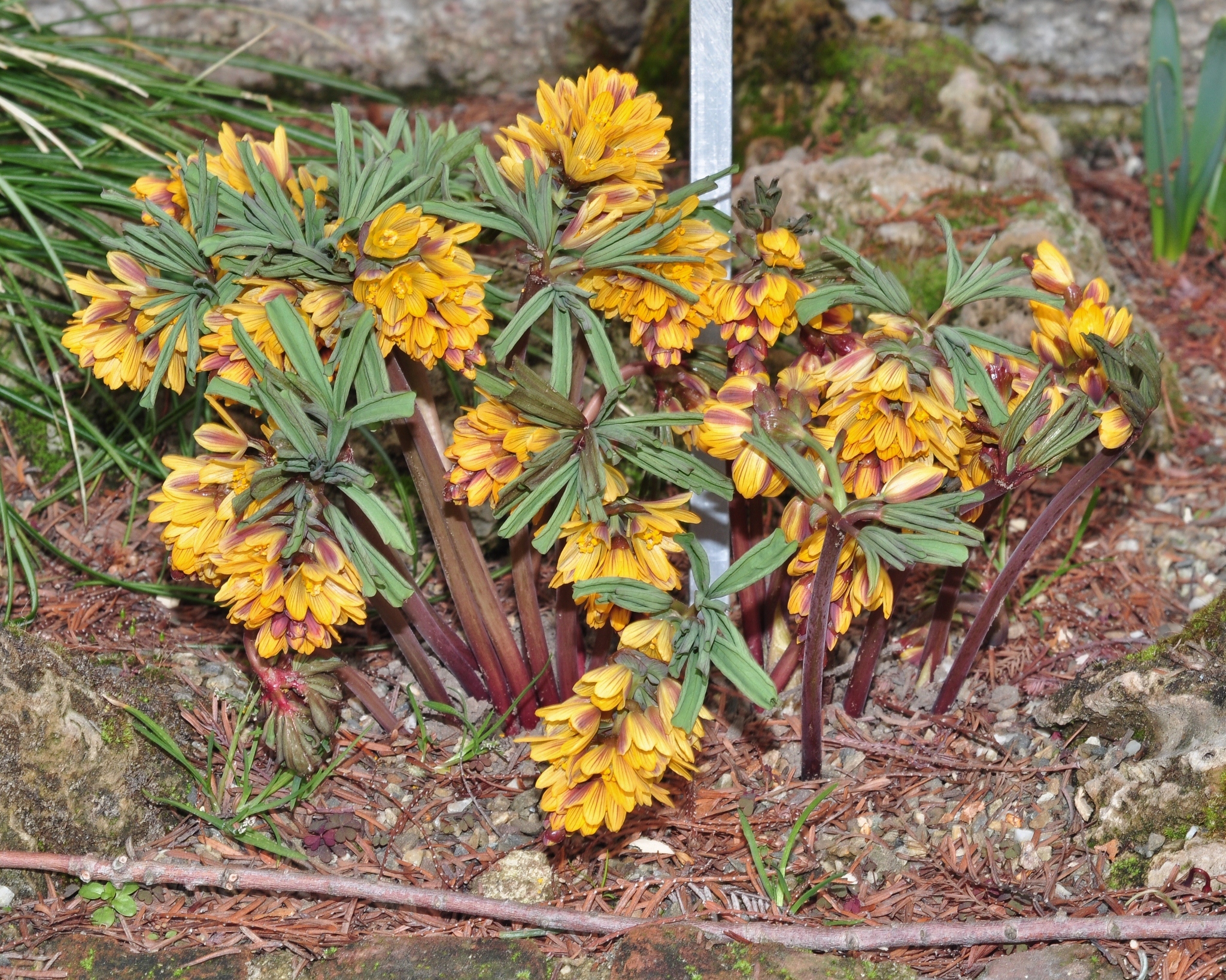 Berberidaceae Gymnospermium albertii