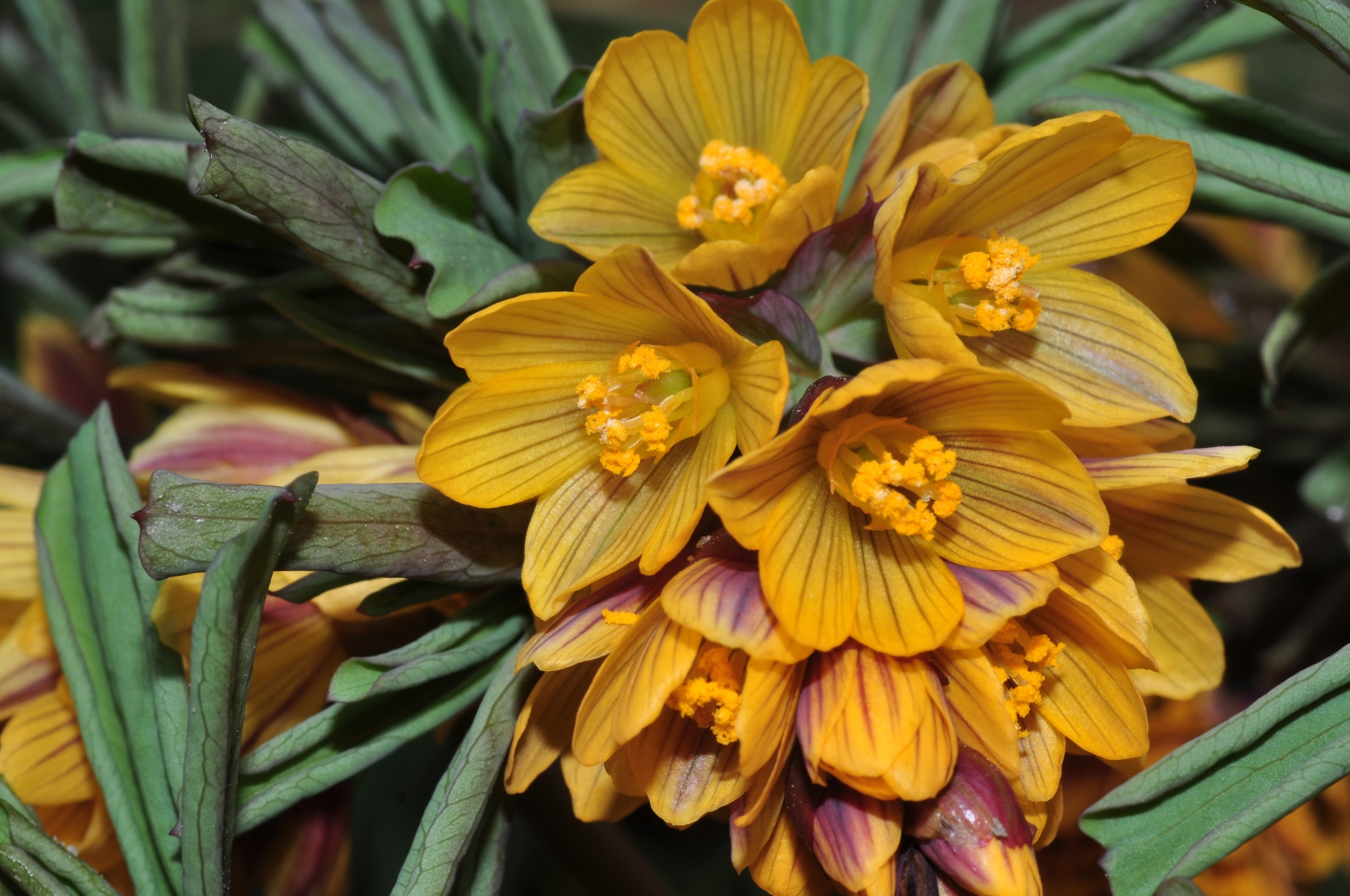 Berberidaceae Gymnospermium albertii