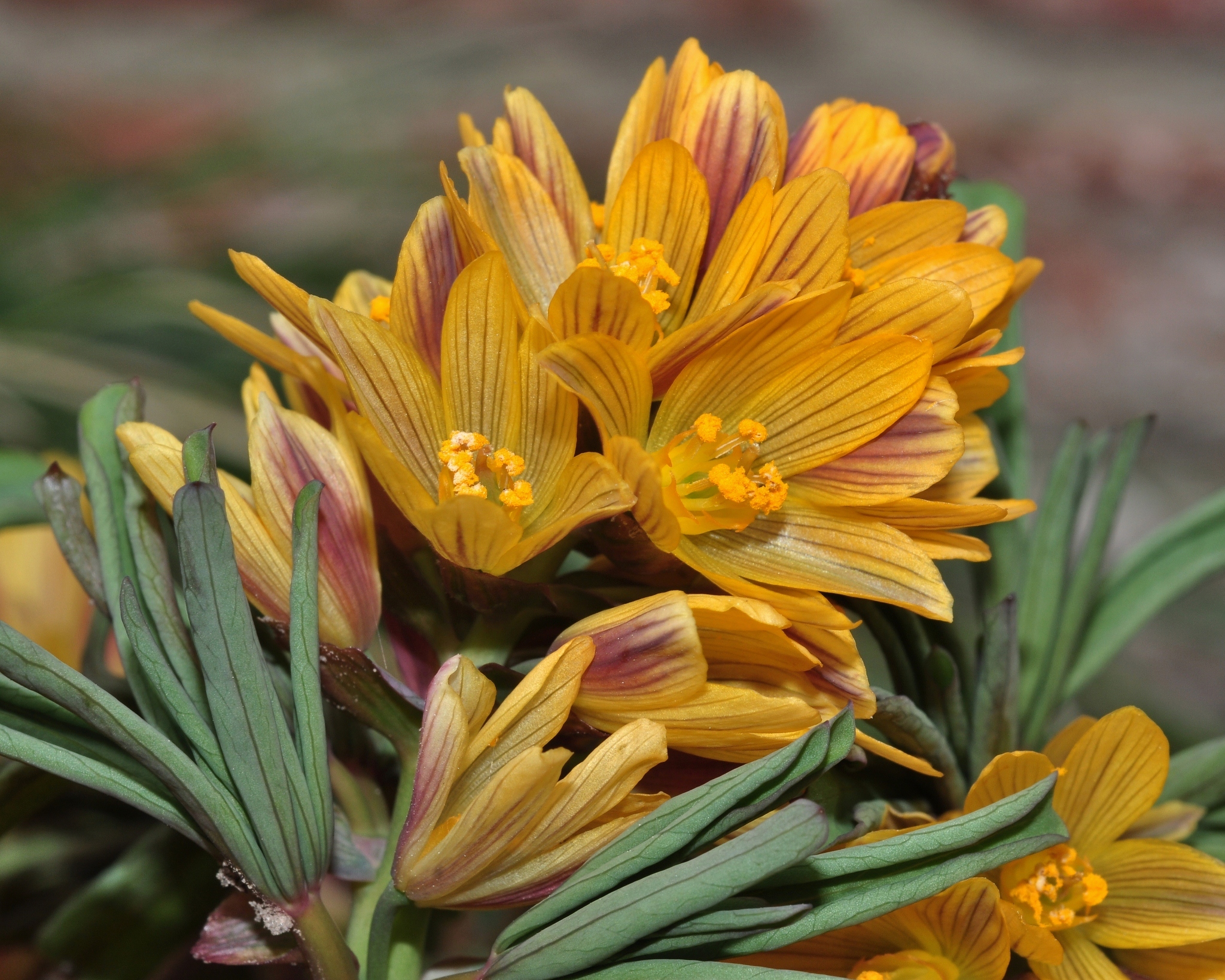 Berberidaceae Gymnospermium albertii