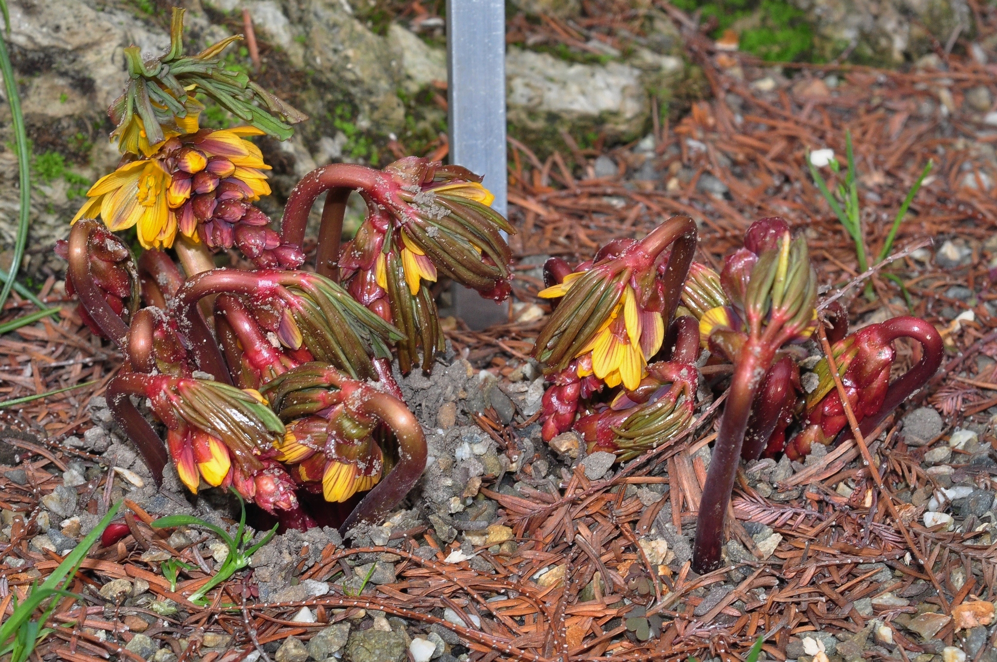 Berberidaceae Gymnospermium albertii