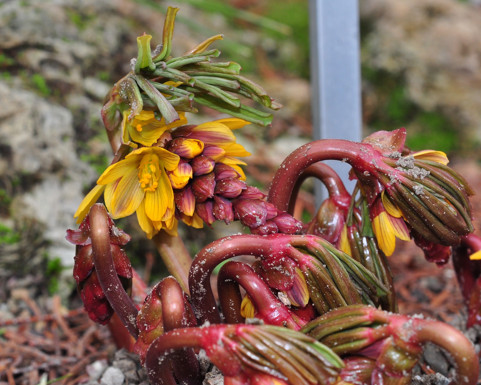 Berberidaceae Gymnospermium albertii