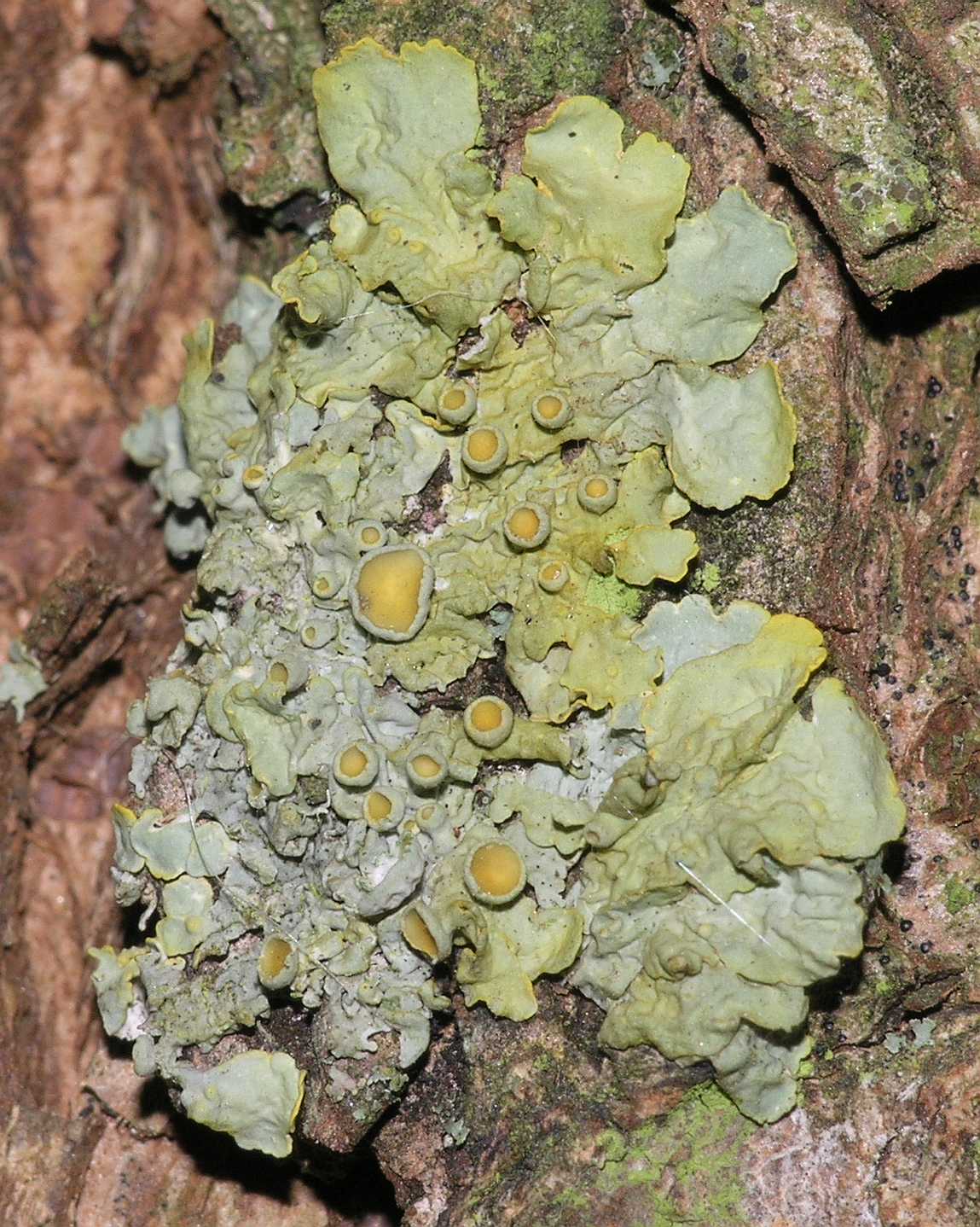 Salicaceae Salix 