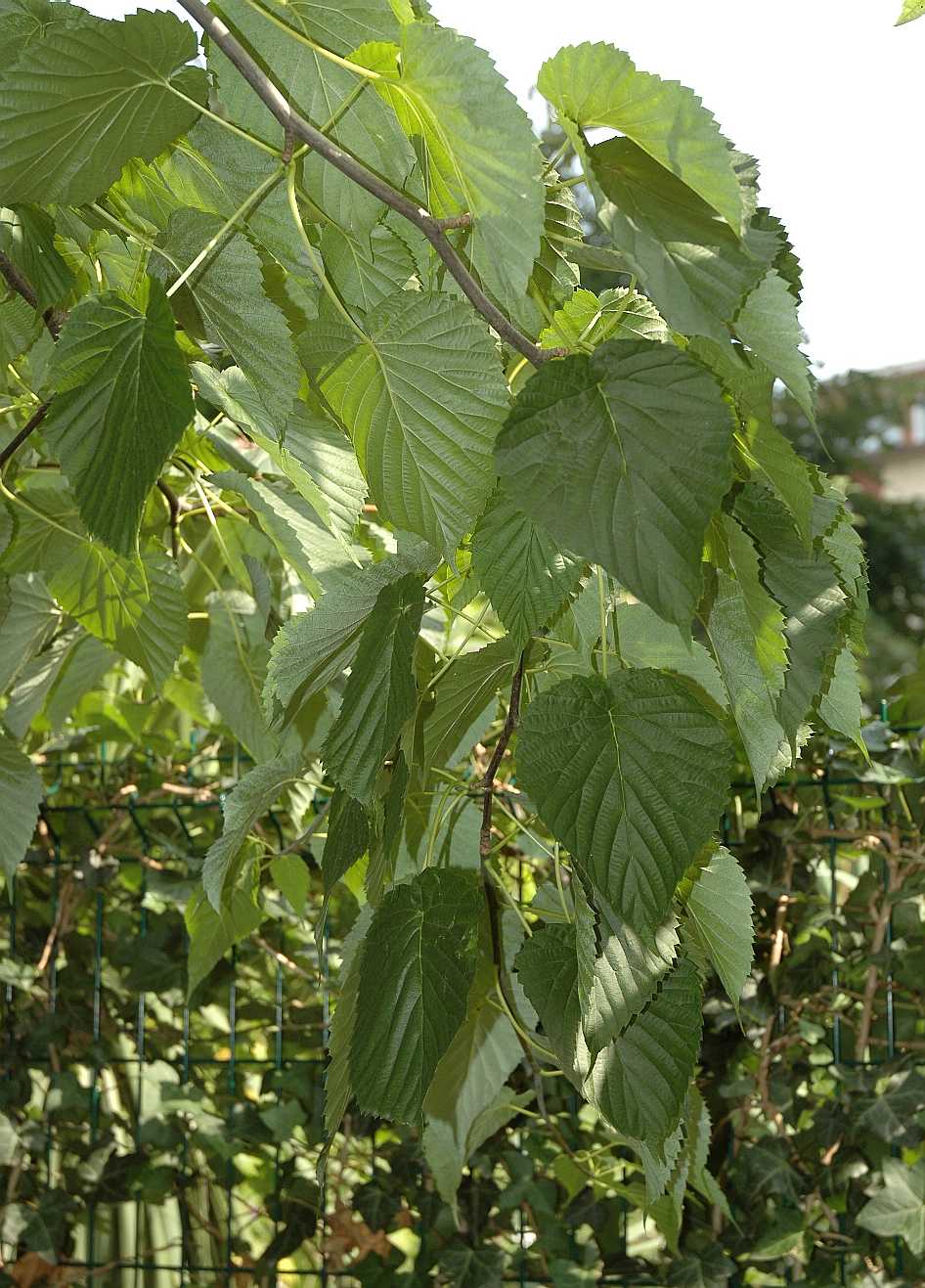 Cornaceae Davidia involucrata