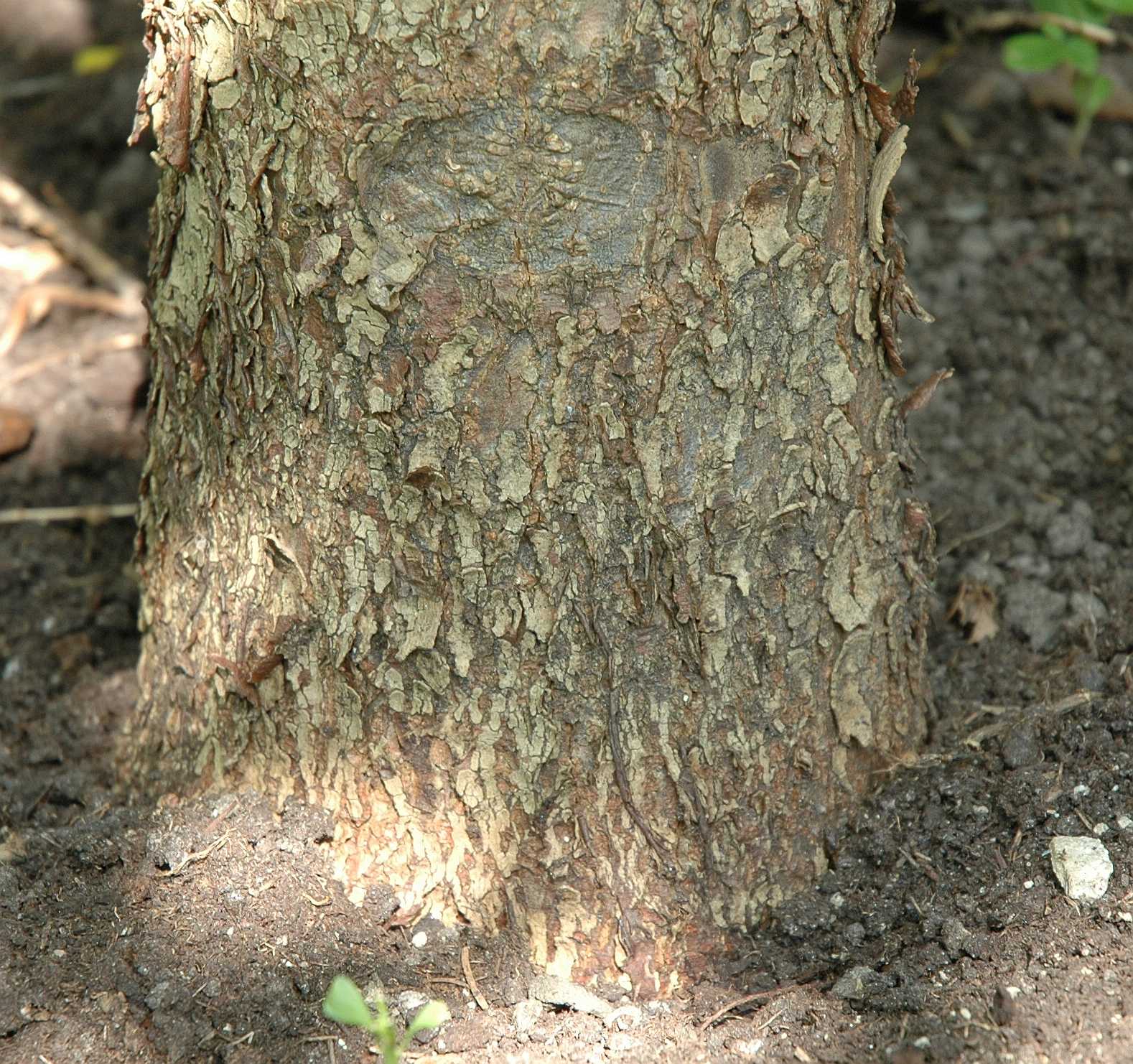 Cornaceae Davidia involucrata