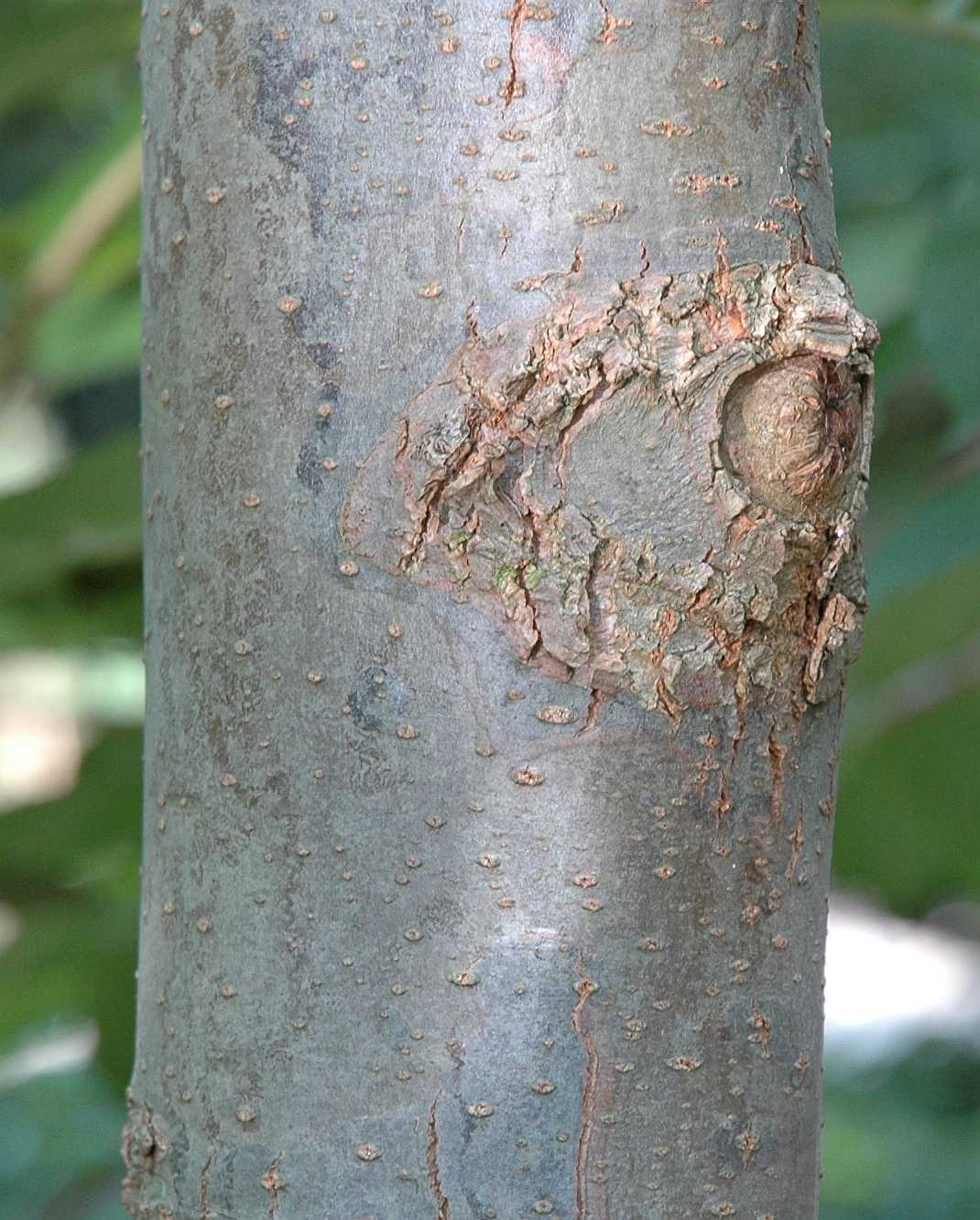 Cornaceae Davidia involucrata