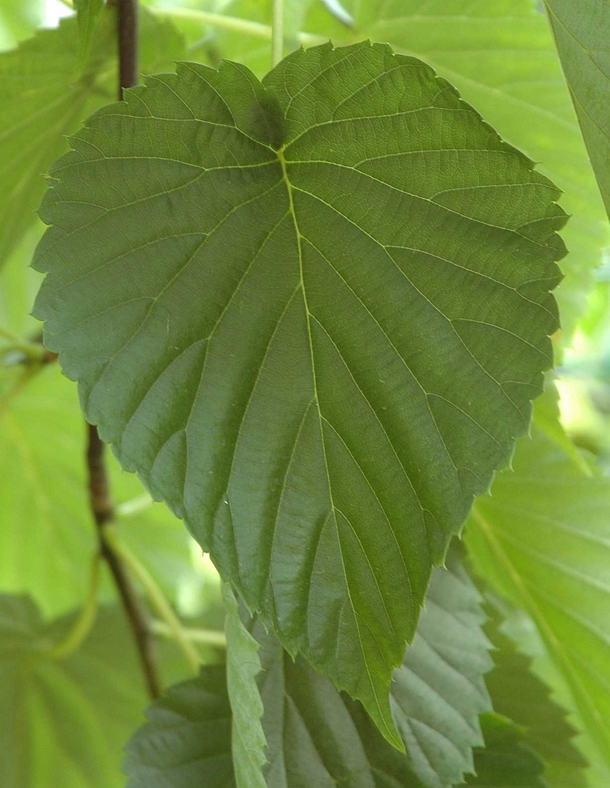 Cornaceae Davidia involucrata