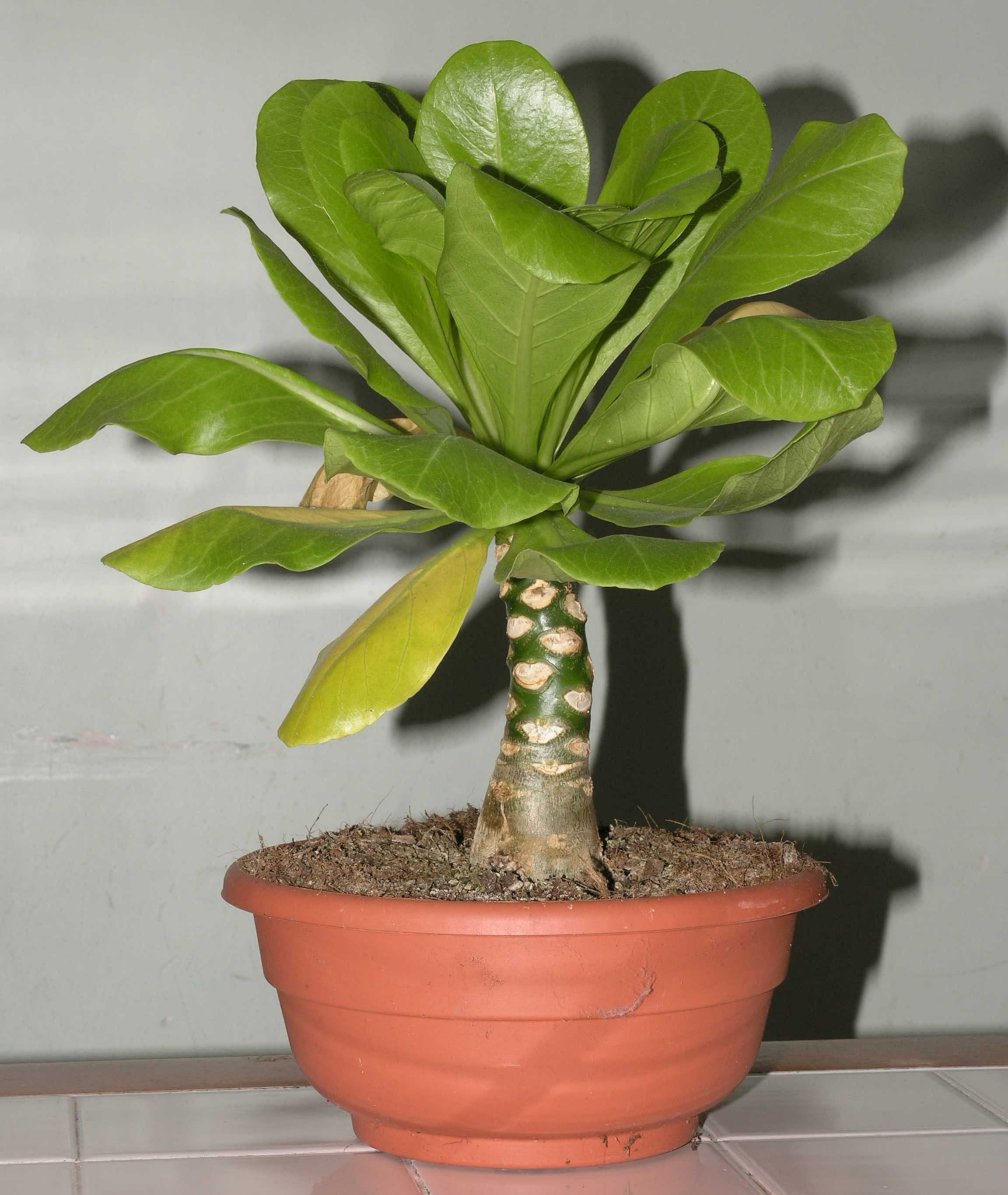 Campanulaceae Brighamia insignis