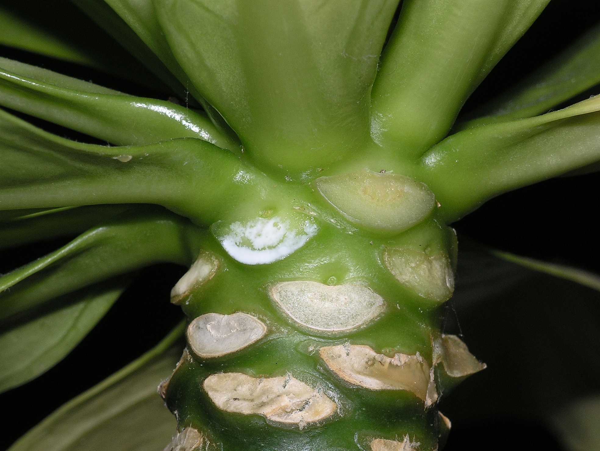 Campanulaceae Brighamia insignis