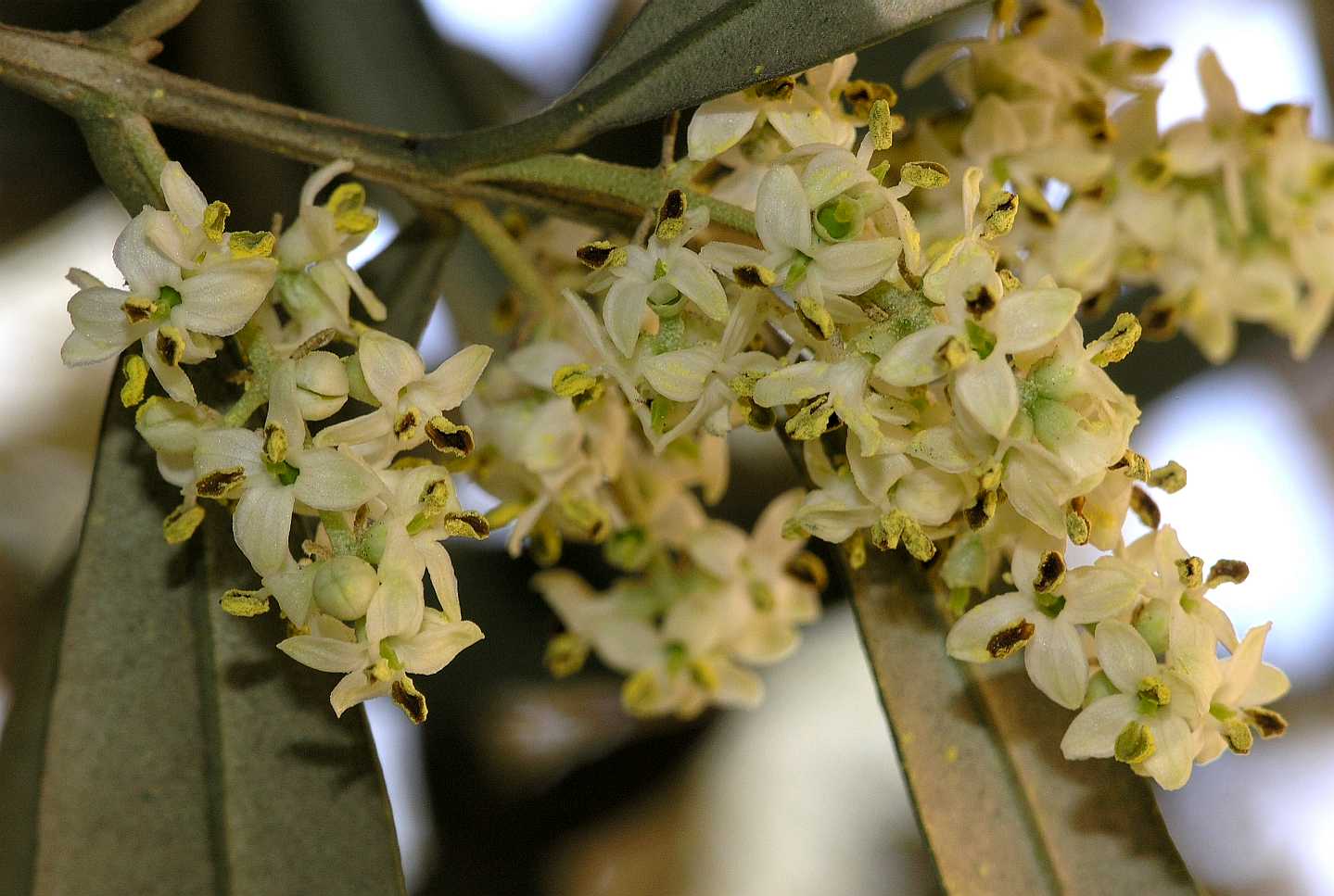 Oleaceae Olea europaea