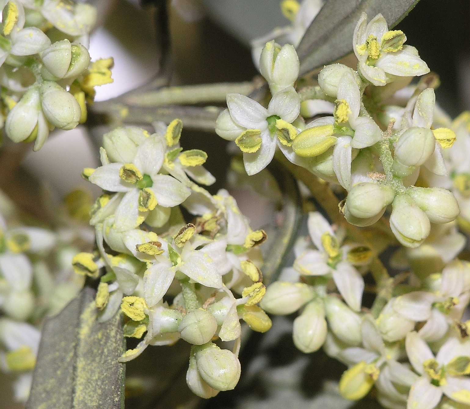 Oleaceae Olea europaea