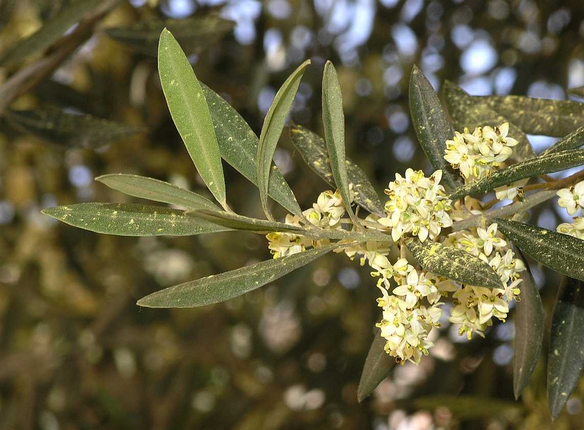 Oleaceae Olea europaea