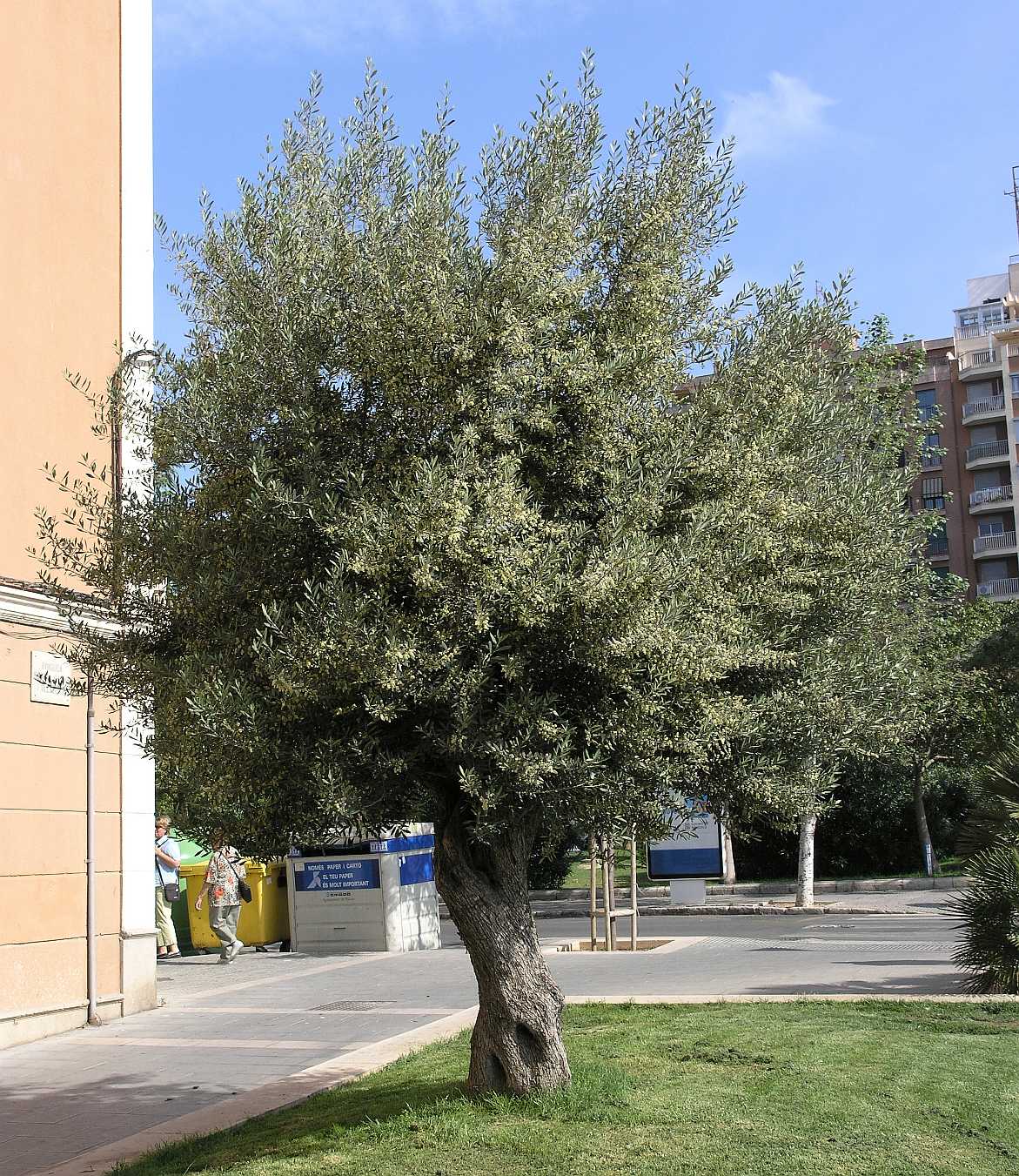 Oleaceae Olea europaea