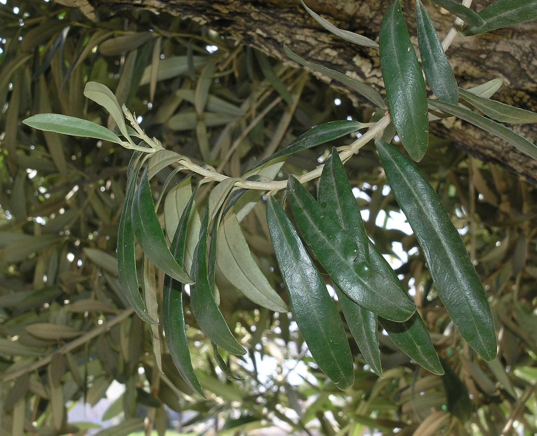 Oleaceae Olea europaea