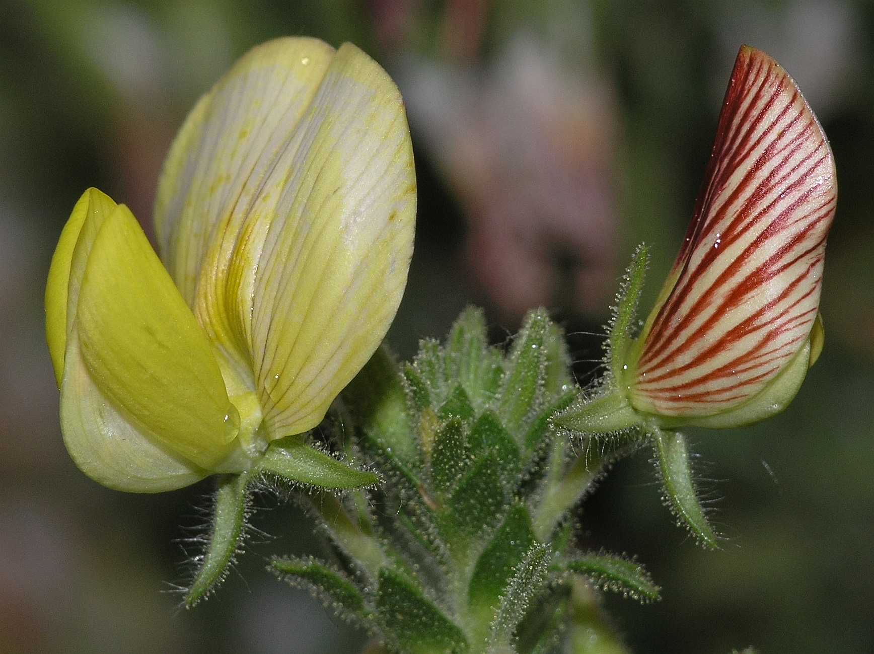 Fabaceae Ononis natrix