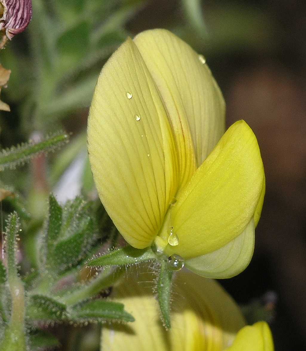 Fabaceae Ononis natrix