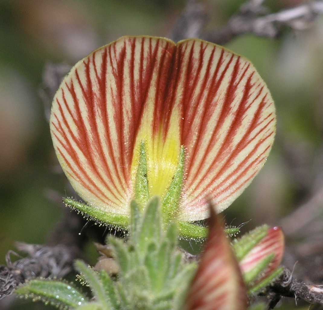 Fabaceae Ononis natrix