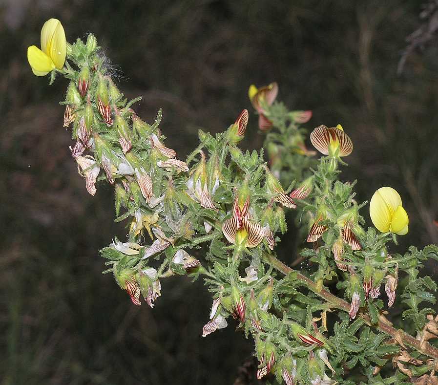 Fabaceae Ononis natrix