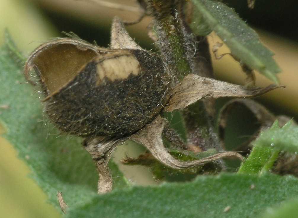 Fabaceae Ononis spinosa