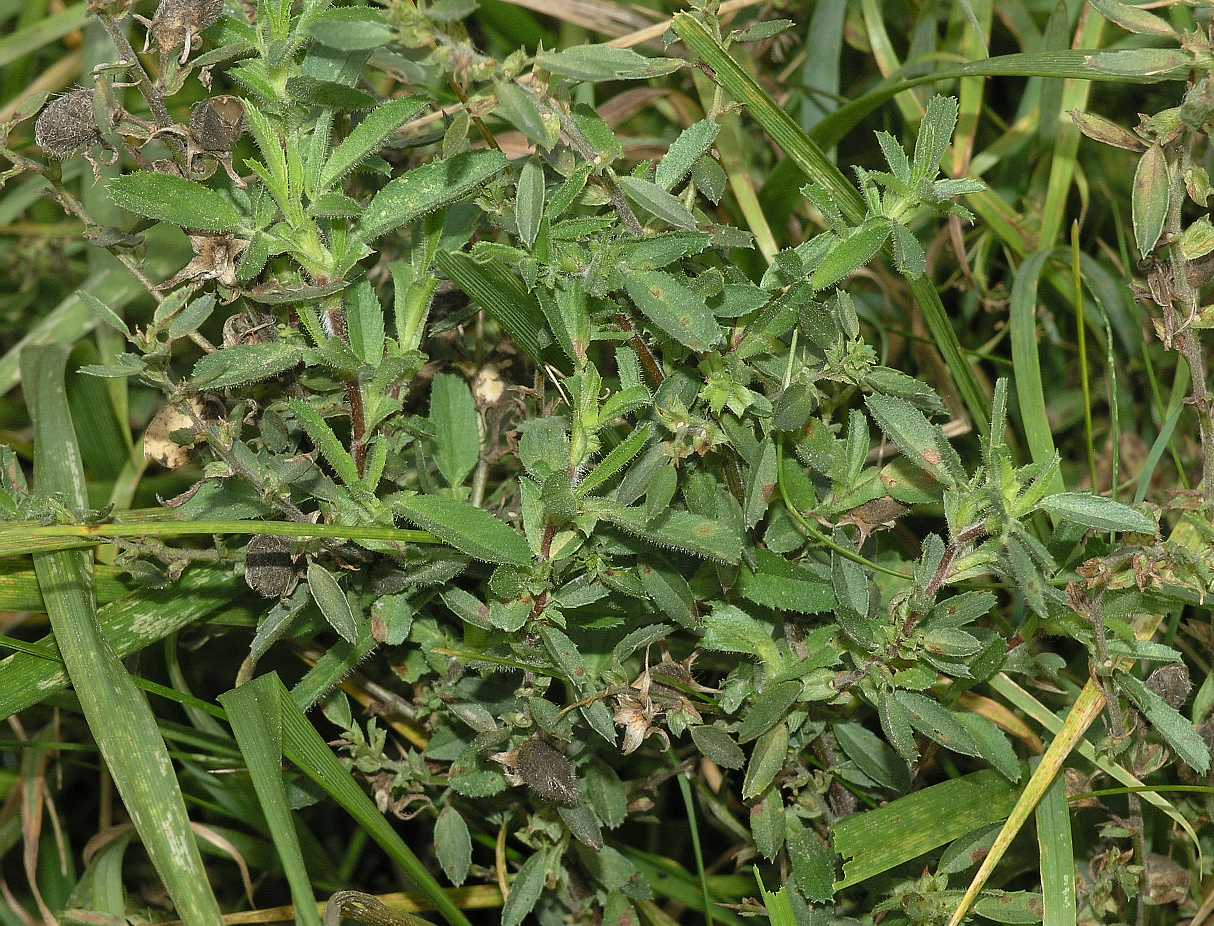 Fabaceae Ononis spinosa