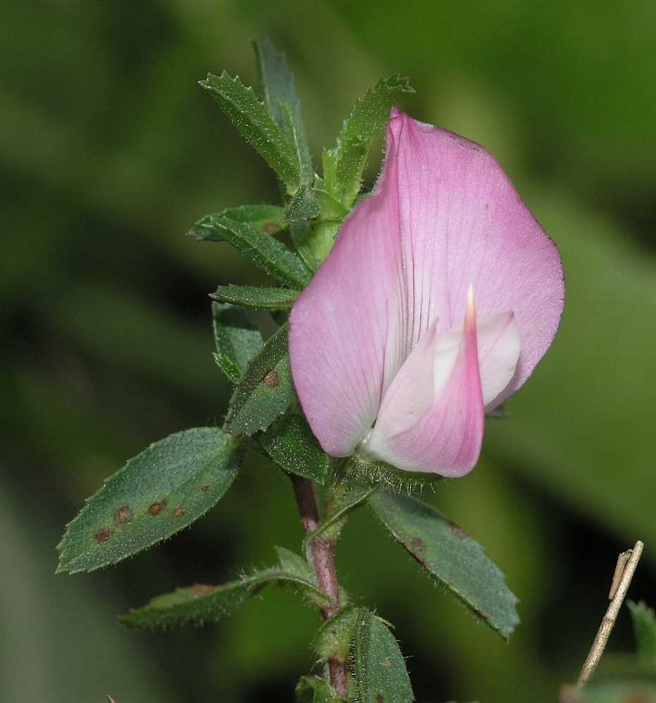 Fabaceae Ononis spinosa