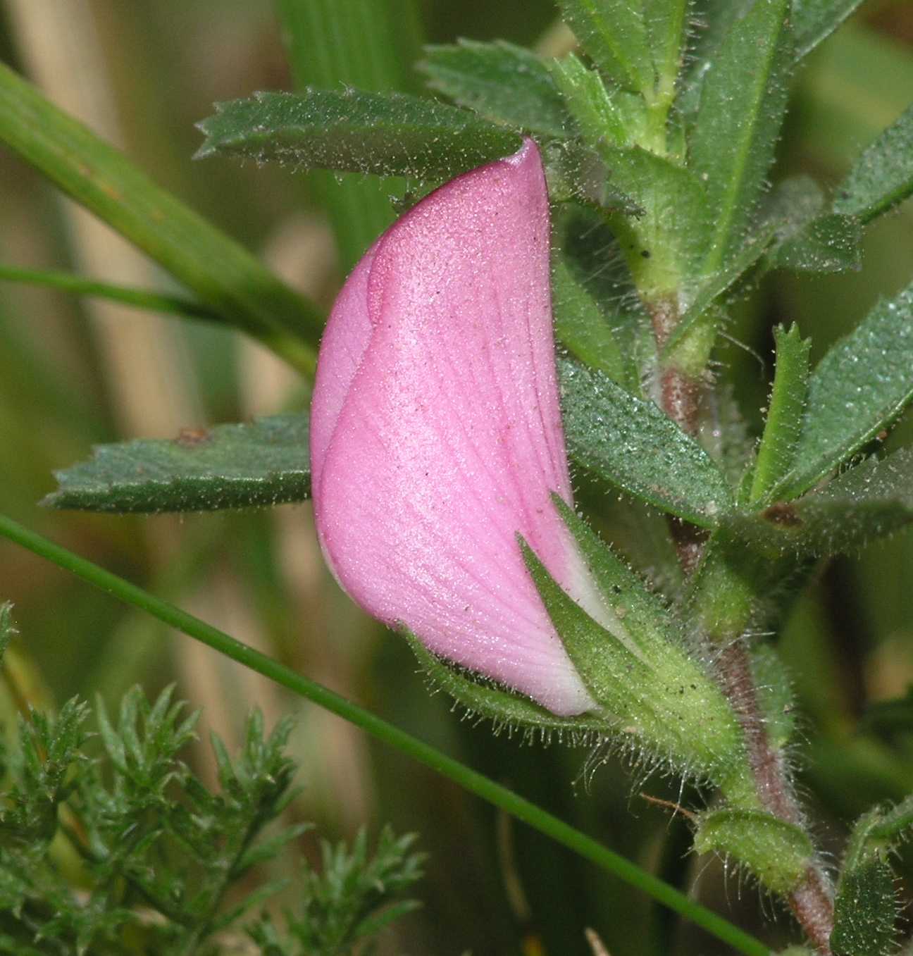 Fabaceae Ononis spinosa