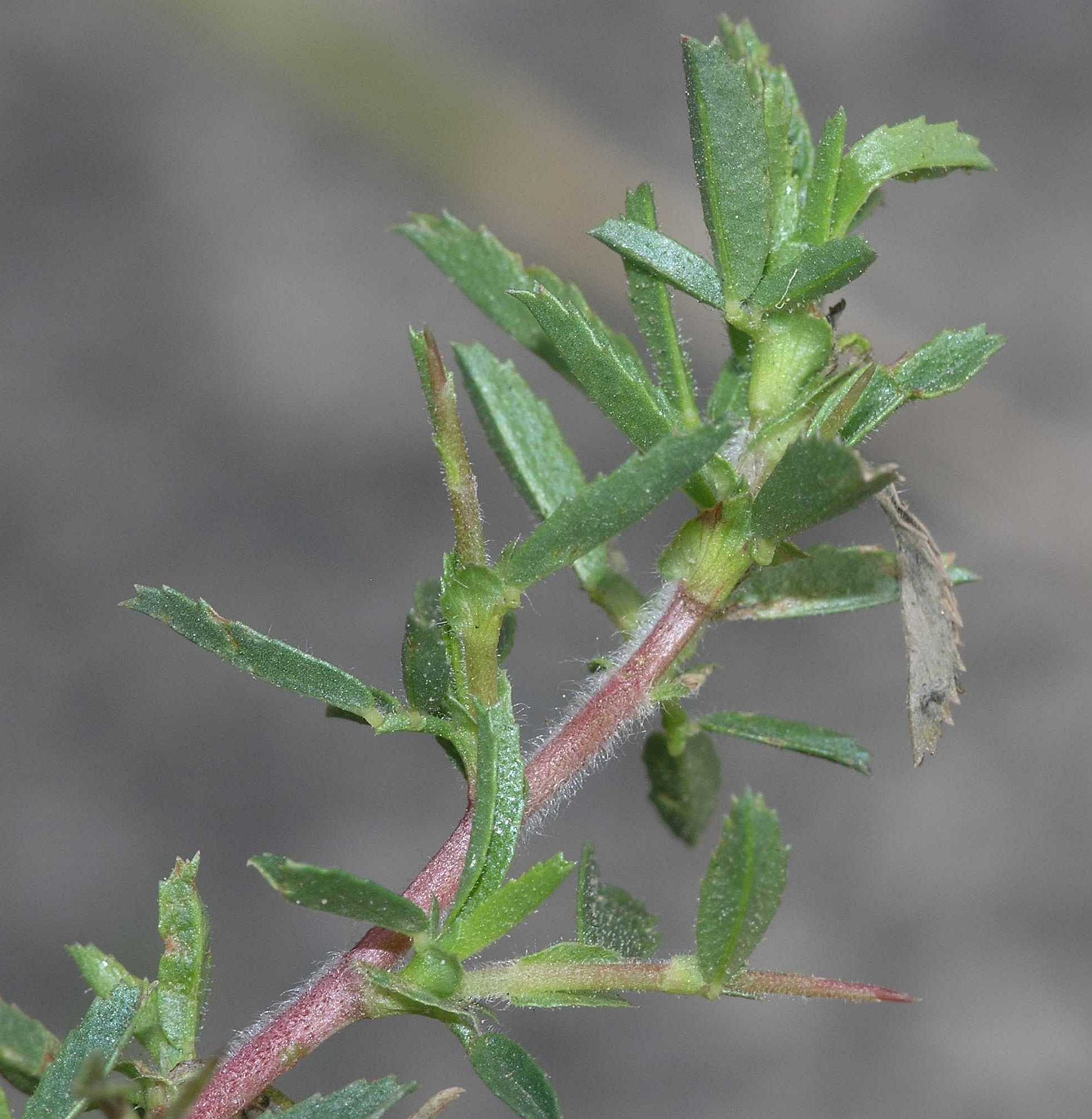 Fabaceae Ononis spinosa