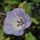 image of Nicandra physalodes