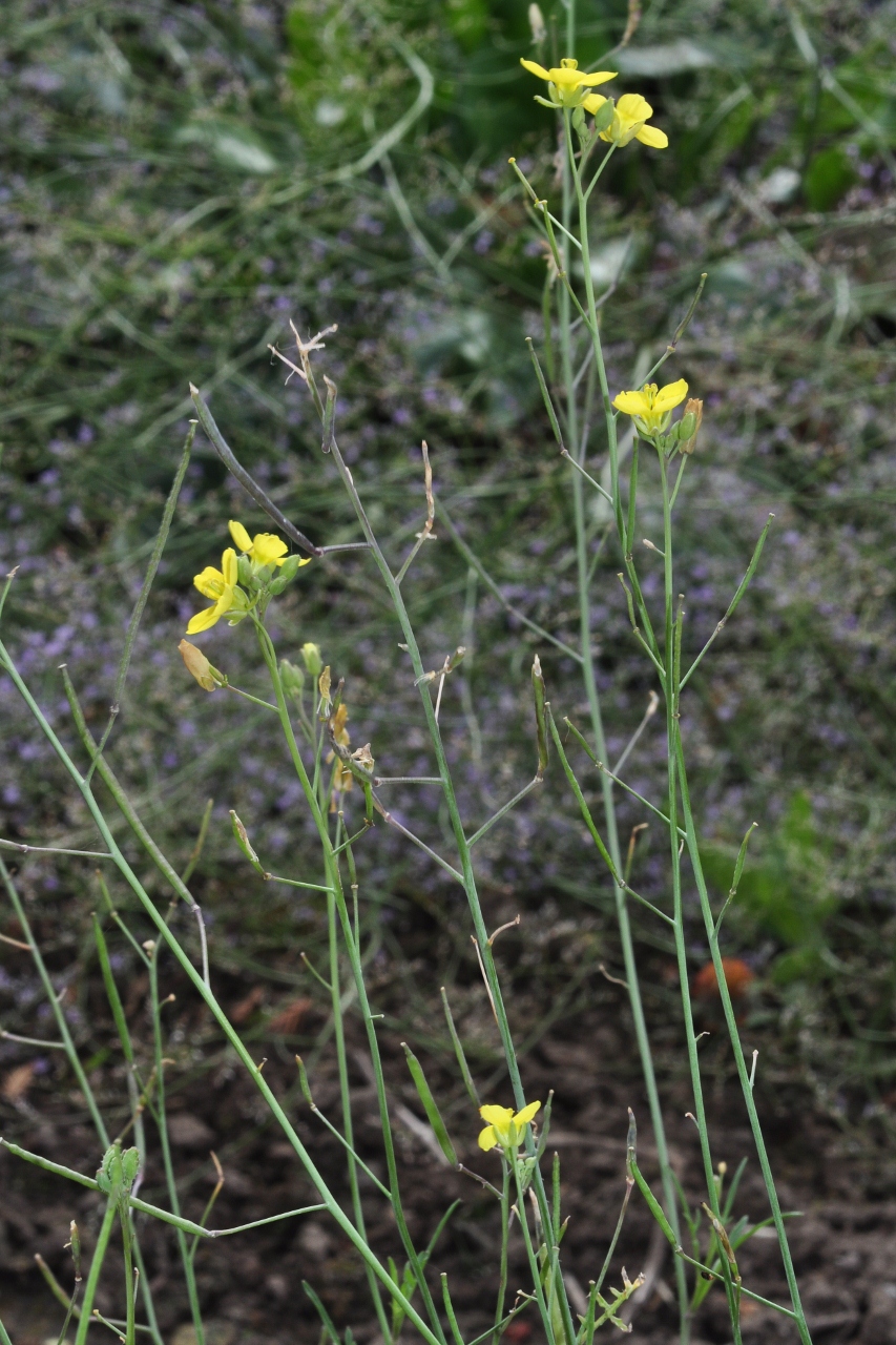 Brassicaceae Eruca sativa