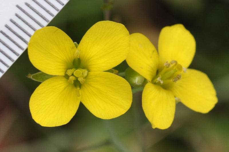 Brassicaceae Eruca sativa