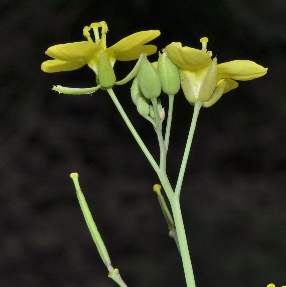 Brassicaceae Eruca sativa