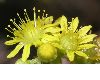 image of Aeonium holochrysum