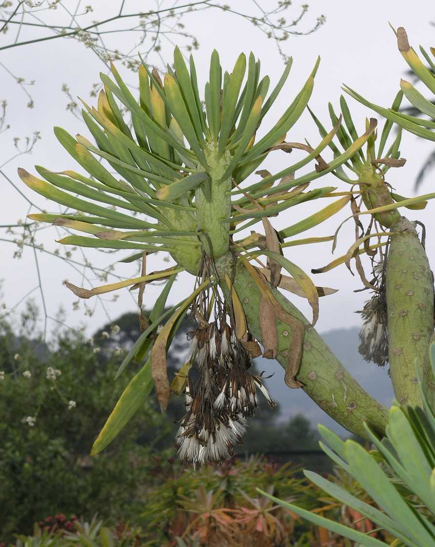 Asteraceae Kleinia neriifolia