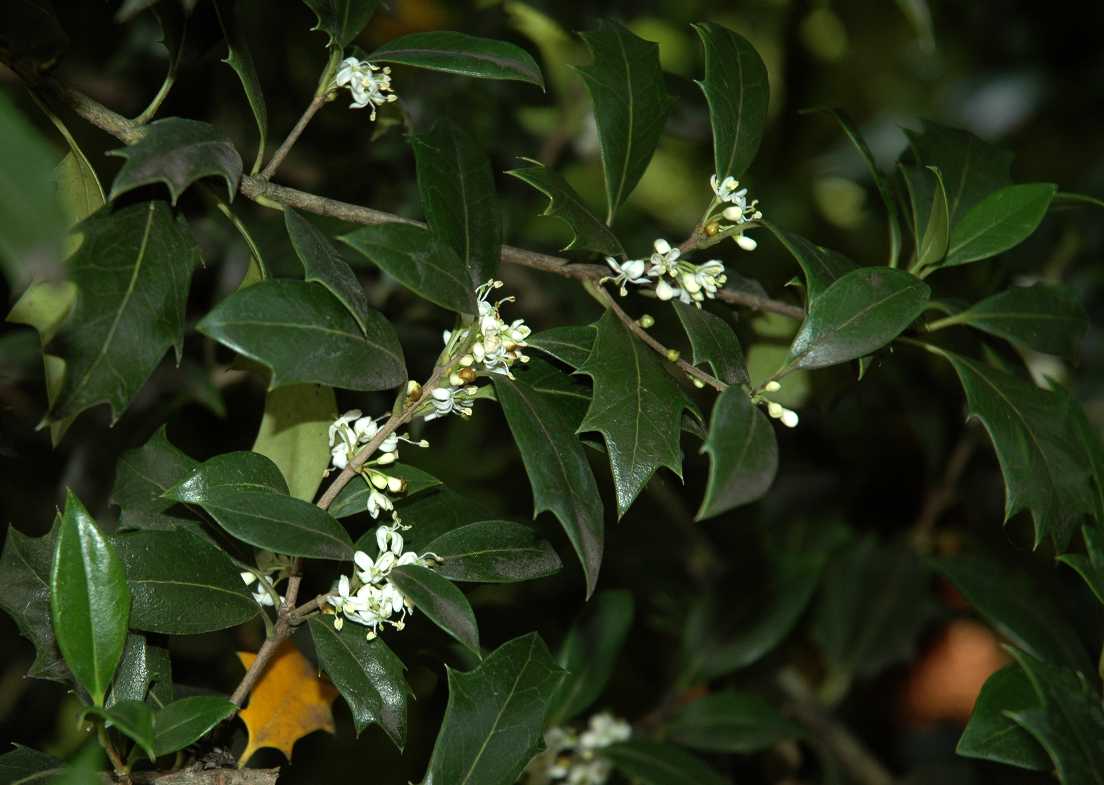 Oleaceae Osmanthus heterophyllus