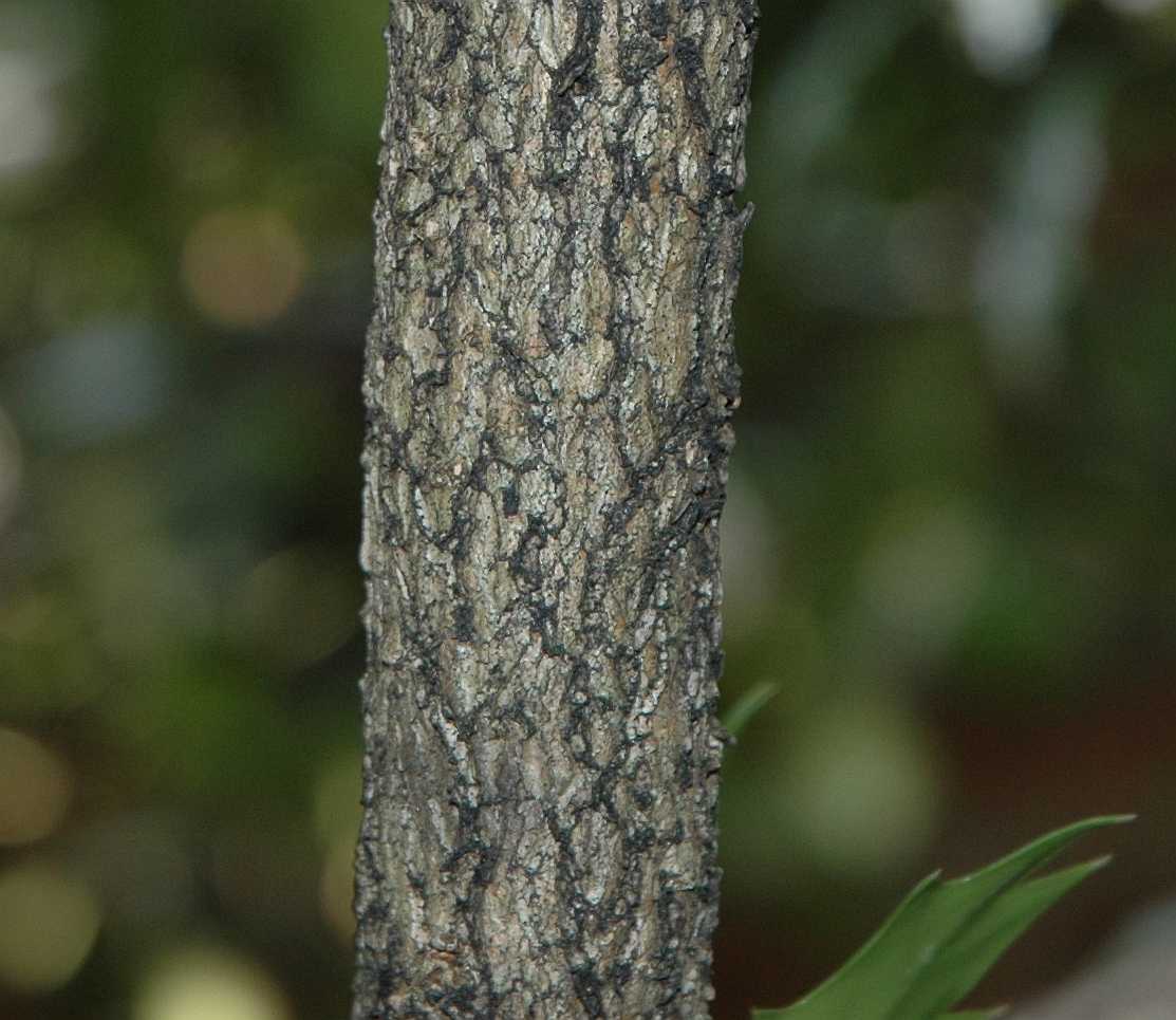 Oleaceae Osmanthus heterophyllus