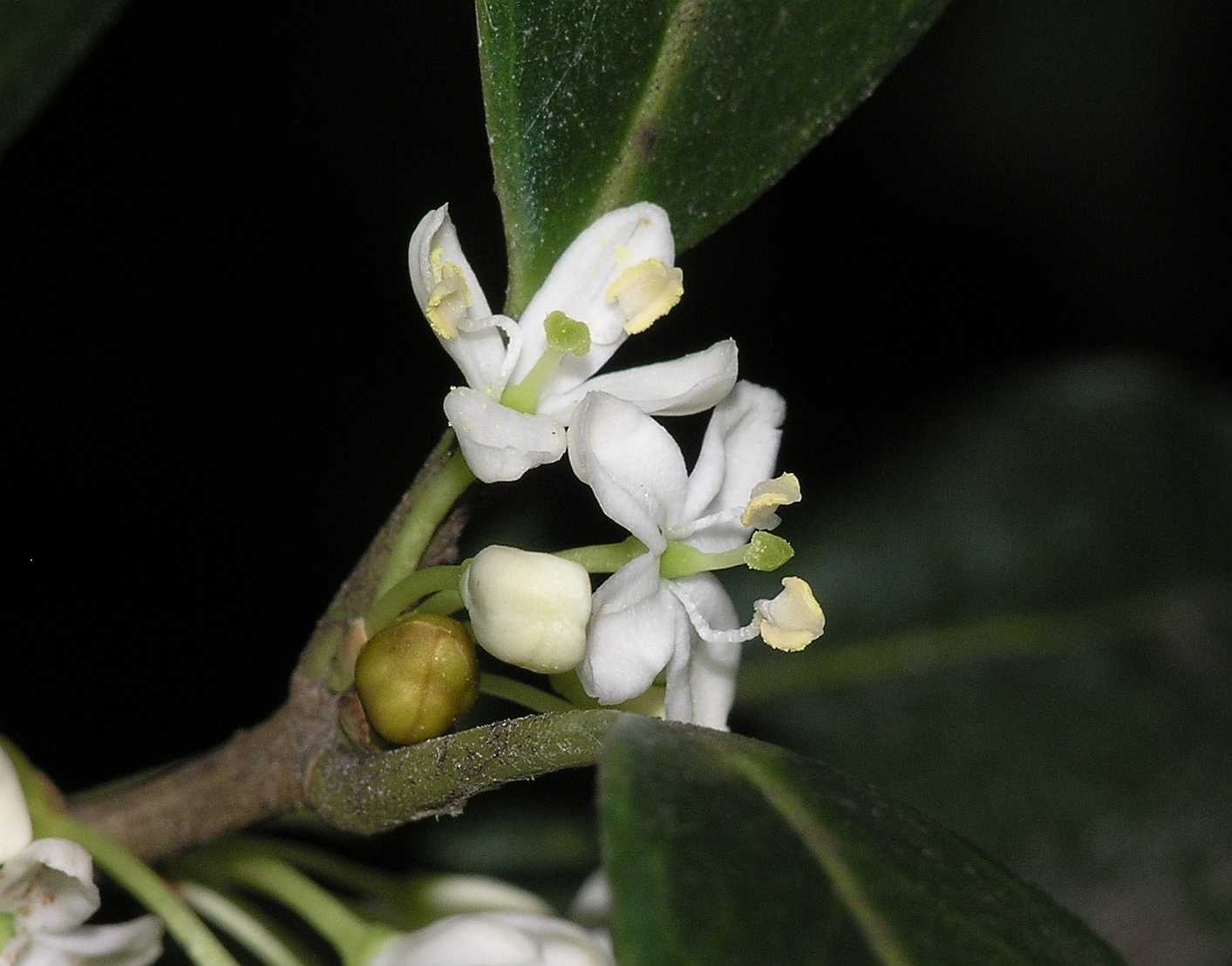 Oleaceae Osmanthus heterophyllus