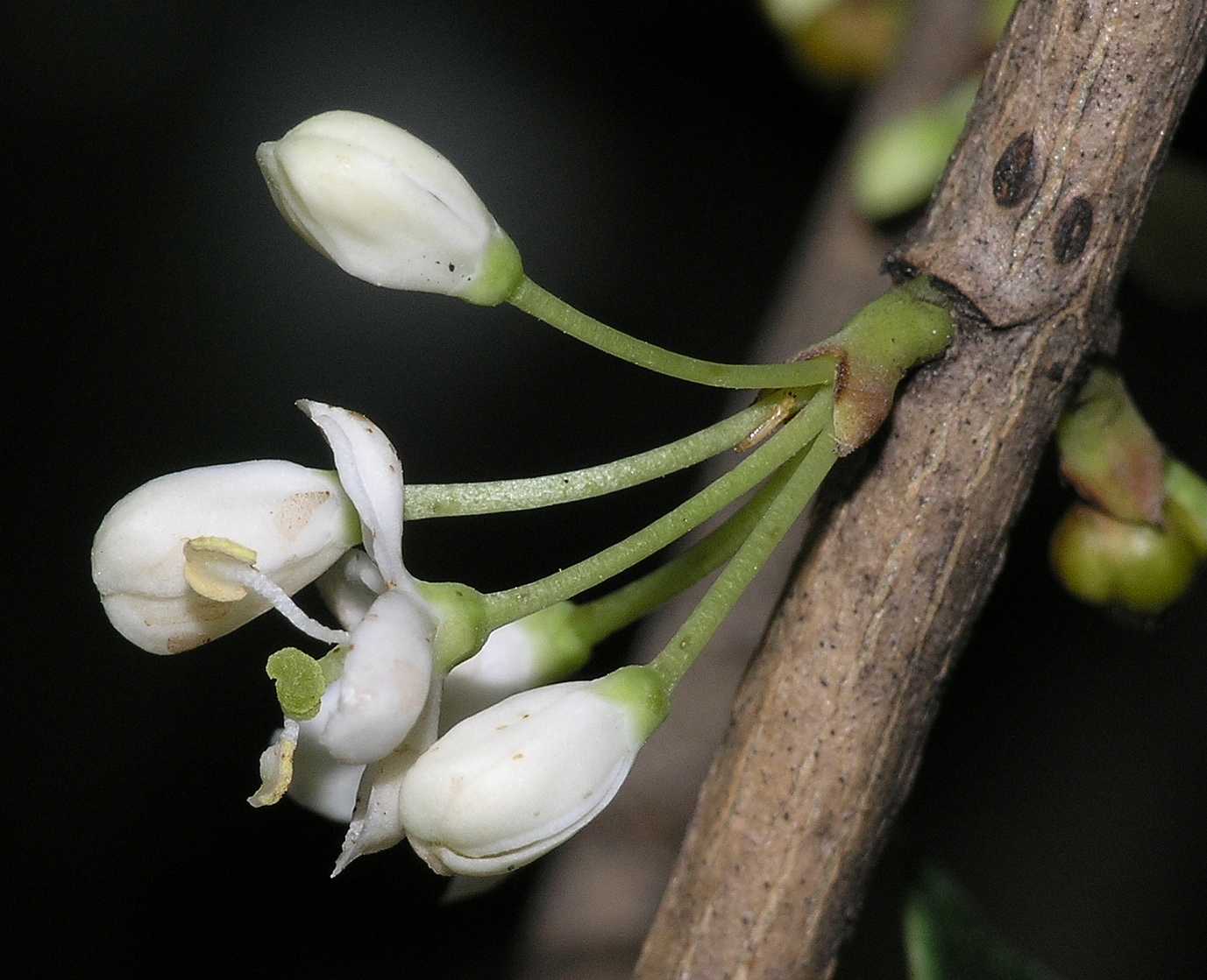 Oleaceae Osmanthus heterophyllus